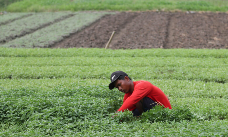 Pemkab Agam Dukung Tanam Kedelai Di Lahan Eks HGU, Sosialisasi Status Jadi Kunci