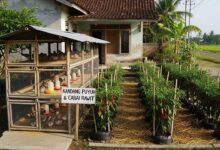 Puyuh dan Cabai Rawit di Satu Pekarangan, 8 Susunan yang Mengubah Lahan Sempit Jadi Produktif