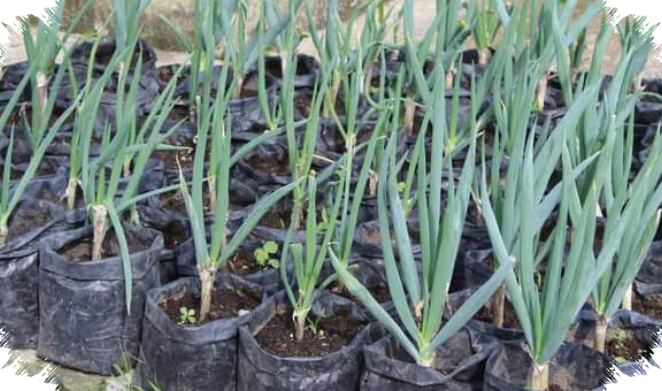 Panen Daun Bawang Dari Pot Lebih Hemat, Cukup Manfaatkan Sisa Dapur Dan Perawatan Ringkas