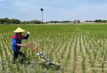 Pasuruan Diperkirakan Paling Panas, Jawa Timur Tetap Didominasi Cerah Namun Kabut Mengintai