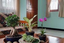 Ruang Tamu Sempit Tetap Lapang, 8 Tanaman Hias Mini Ini Cocok di Meja Tamu