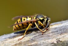 Hutan Tergerus, Koloni Apis Dorsata Ikut Terancam Dan Nafkah Warga Menipis