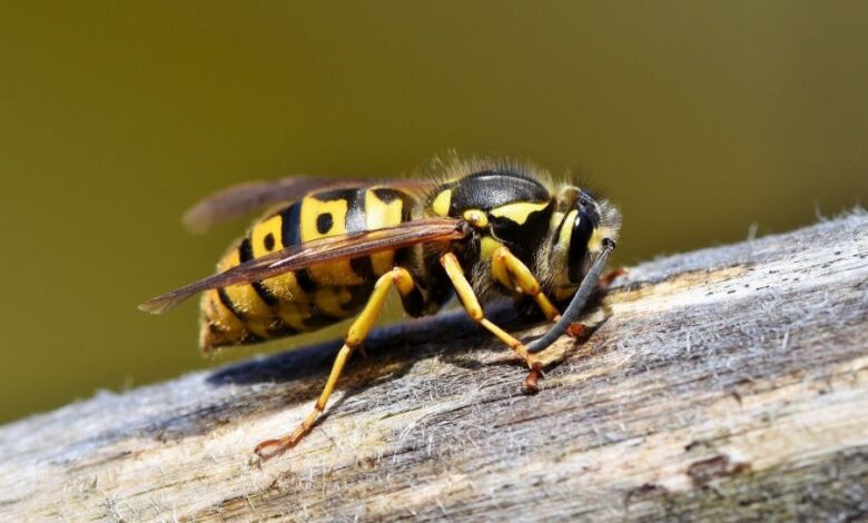 Hutan Tergerus, Koloni Apis Dorsata Ikut Terancam Dan Nafkah Warga Menipis