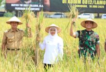 Luas Panen Menguat, Jawa Timur Kian Tak Tersentuh Di Puncak Produksi Padi Nasional