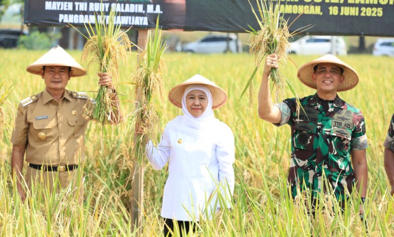 Luas Panen Menguat, Jawa Timur Kian Tak Tersentuh Di Puncak Produksi Padi Nasional