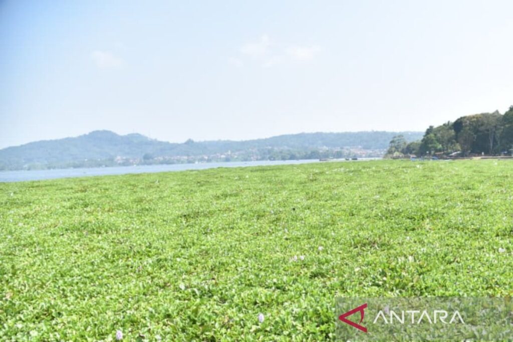 Enam Hektare Waduk Darma Ditumbuhi Eceng Gondok, Kuningan Siapkan Penanganan Terpadu