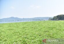 Enam Hektare Waduk Darma Ditumbuhi Eceng Gondok, Kuningan Siapkan Penanganan Terpadu