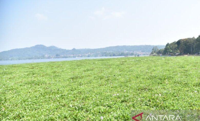Enam Hektare Waduk Darma Ditumbuhi Eceng Gondok, Kuningan Siapkan Penanganan Terpadu