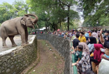 Jangan Anggap Remeh Kandang Satwa, Begini Cara Menjaga Anak Tetap Aman Di Ragunan