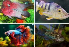 Warna Cerah Tak Selalu Ramah, 4 Ikan Hias Ini Mudah Bentrok Saat Disatukan di Akuarium