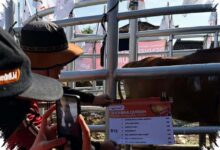 Daging Kurban Muhammadiyah Jateng Diolah Jadi Cadangan Pangan Darurat, Dana Tembus Rp 9 Miliar