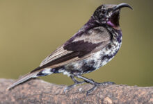Bukan Sekadar Hitam, Burung Amethyst Ini Memancarkan Hijau Dan Ungu Saat Terkena Cahaya