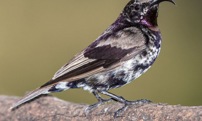 Bukan Sekadar Hitam, Burung Amethyst Ini Memancarkan Hijau Dan Ungu Saat Terkena Cahaya