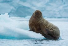 Kumis Sensitif dan Gading Panjang, Rahasia Walrus Bertahan Di Perairan Arktik yang Membeku