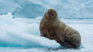 Kumis Sensitif dan Gading Panjang, Rahasia Walrus Bertahan Di Perairan Arktik yang Membeku