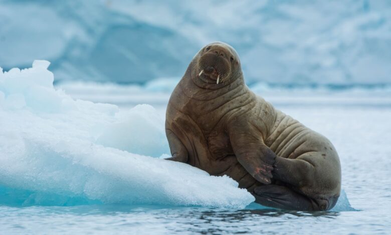Kumis Sensitif dan Gading Panjang, Rahasia Walrus Bertahan Di Perairan Arktik yang Membeku