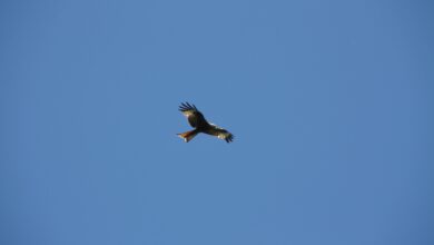 Bukan Hanya Untuk Terbang, Sayap Burung Juga Menjadi Kemudi Saat Mereka Berbelok dan Melambat