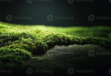 Enam Prompt Gemini AI di Padang Ilalang, Hasil Foto Lebih Realistis dan Sinematik