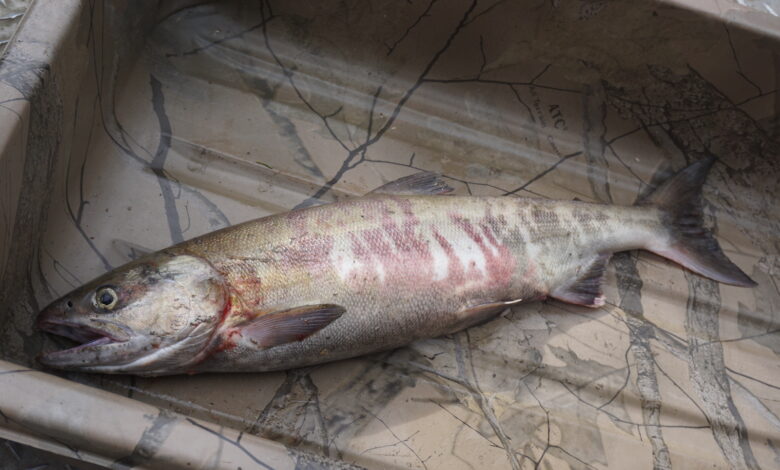 Di Atas Es Tebal Yukon Berbulan-Bulan, Salmon Raksasa Tetap Menempuh Ribuan Kilometer