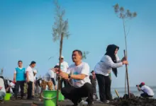 Gerakan Serentak Di Pesisir Jateng, 92.290 Bibit Cemara Laut dan Mangrove Ditanam untuk Menahan Abrasi