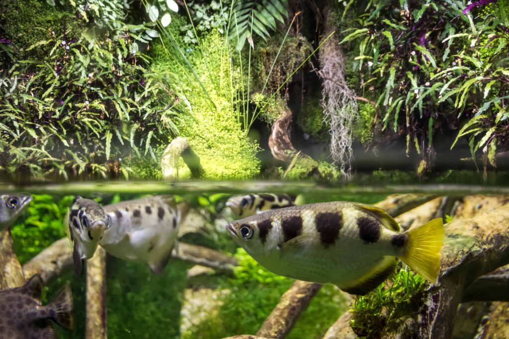 Akurasi Archerfish Bukan Kebetulan, Mulut Khusus Dan Hitungan Cepat Jadi Kuncinya