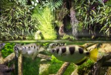 Akurasi Archerfish Bukan Kebetulan, Mulut Khusus Dan Hitungan Cepat Jadi Kuncinya