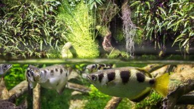 Akurasi Archerfish Bukan Kebetulan, Mulut Khusus Dan Hitungan Cepat Jadi Kuncinya