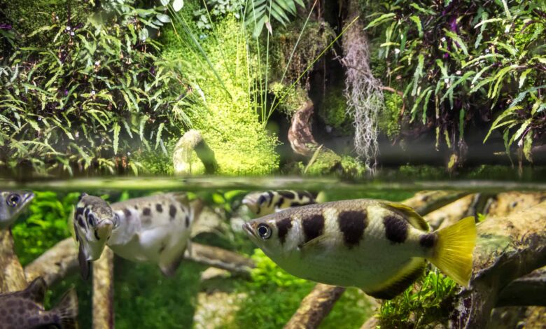 Akurasi Archerfish Bukan Kebetulan, Mulut Khusus Dan Hitungan Cepat Jadi Kuncinya