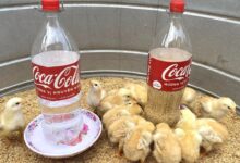 Kandang Hewan Kecil Dari Galon Bekas, Ringan, Mudah Dibersihkan, dan Hemat Biaya