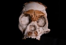 Homo Juluensis Dari China Punya Ciri Campuran yang Sulit Dikelompokkan, Ilmuwan Revisi Peta Evolusi Manusia