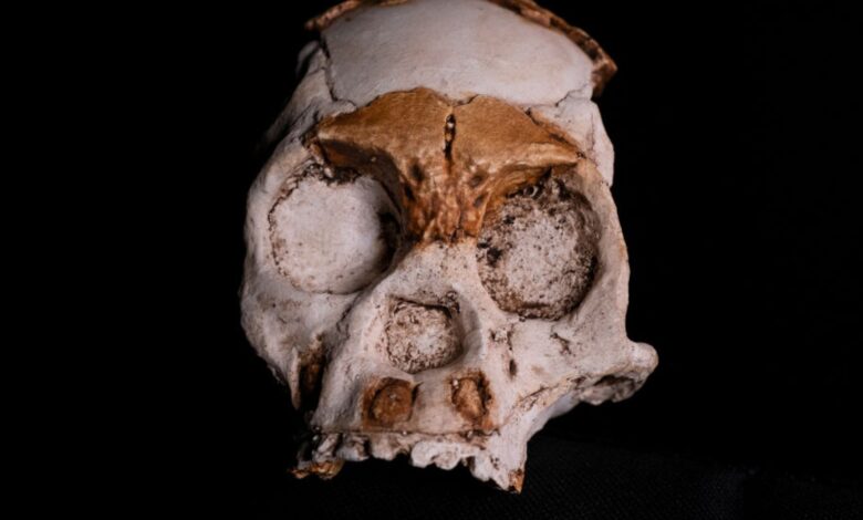 Homo Juluensis Dari China Punya Ciri Campuran yang Sulit Dikelompokkan, Ilmuwan Revisi Peta Evolusi Manusia
