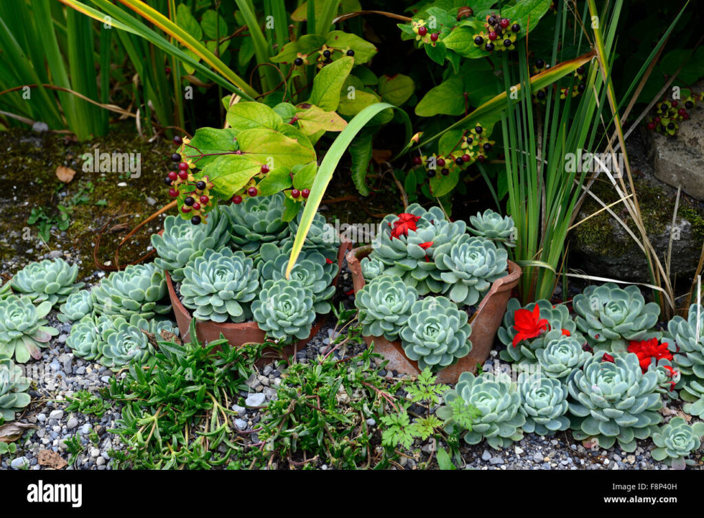 Ember Retak Masih Berguna, 6 Opsi Murah Bikin Kebun Sayur di Rumah
