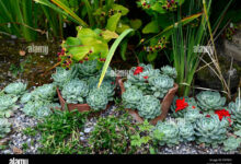 Ember Retak Masih Berguna, 6 Opsi Murah Bikin Kebun Sayur di Rumah