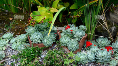 Ember Retak Masih Berguna, 6 Opsi Murah Bikin Kebun Sayur di Rumah