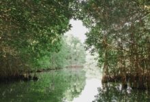 Mangrove Terancam Tenggelam Saat Laut Naik, Simpanan Karbonnya Bisa Berbalik Jadi Emisi