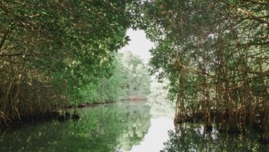 Mangrove Terancam Tenggelam Saat Laut Naik, Simpanan Karbonnya Bisa Berbalik Jadi Emisi