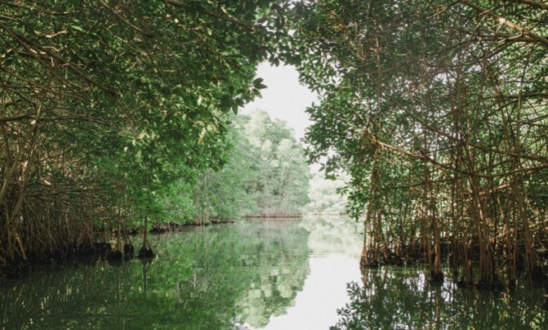 Mangrove Terancam Tenggelam Saat Laut Naik, Simpanan Karbonnya Bisa Berbalik Jadi Emisi