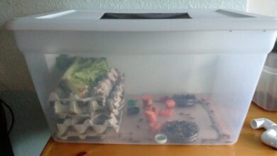 Panen Jangkrik Bisa Cuma 40 Hari, Dapur Belakang 1 Meter Cukup Dengan Modal Rp400 Ribu