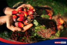 Harga TBS Sawit Diminta Ikut Naik 10 Persen, Pemerintah Siapkan Pengawasan Ketat ke Perusahaan