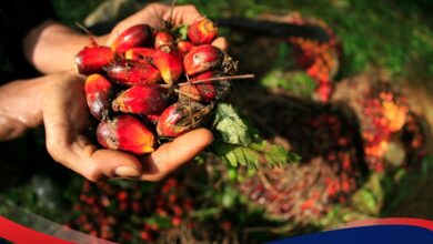 Harga TBS Sawit Diminta Ikut Naik 10 Persen, Pemerintah Siapkan Pengawasan Ketat ke Perusahaan