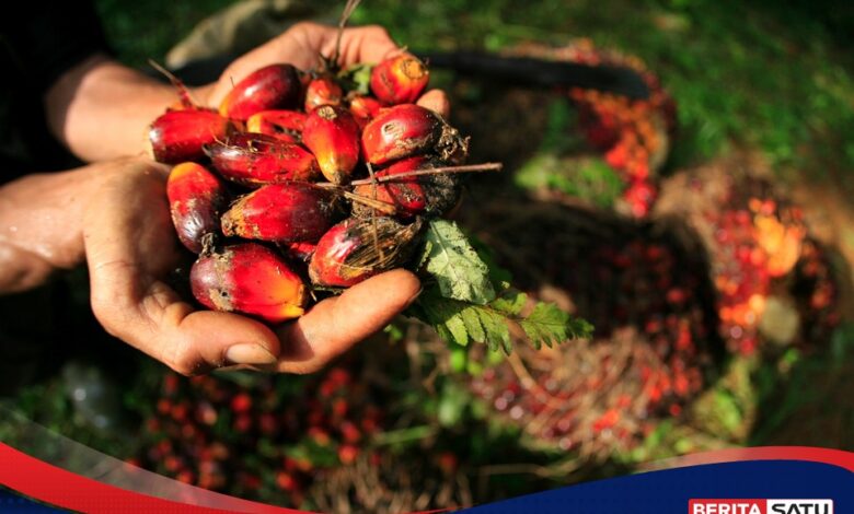 Harga TBS Sawit Diminta Ikut Naik 10 Persen, Pemerintah Siapkan Pengawasan Ketat ke Perusahaan