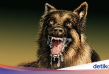 Polisi Telusuri Kematian Bocah 9 Tahun di Jasinga, Diduga Terkait Anjing Pemburu Babi
