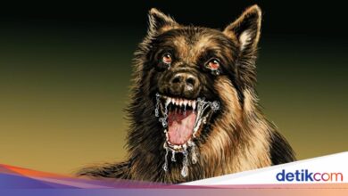 Polisi Telusuri Kematian Bocah 9 Tahun di Jasinga, Diduga Terkait Anjing Pemburu Babi