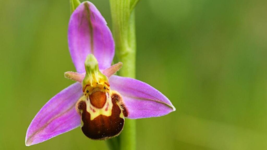 Mimikri Tumbuhan Yang Menipu Herbivora Dan Serangga, Dari Lithops Sampai Anggrek Lebah