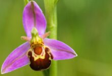 Mimikri Tumbuhan Yang Menipu Herbivora Dan Serangga, Dari Lithops Sampai Anggrek Lebah