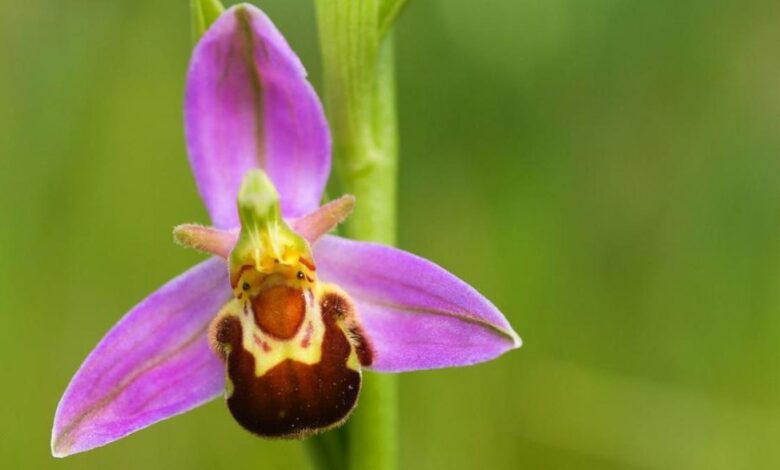 Mimikri Tumbuhan Yang Menipu Herbivora Dan Serangga, Dari Lithops Sampai Anggrek Lebah
