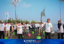 Tingkat Hidup Mangrove Tak Bisa Disamaratakan, Cuaca Dan Karakter Pesisir Jadi Penentu