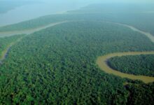 Amazon Pernah Berbalik Arah, Jejak Geologi Ini Mengungkap Alasannya