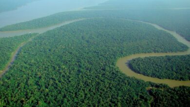 Amazon Pernah Berbalik Arah, Jejak Geologi Ini Mengungkap Alasannya
