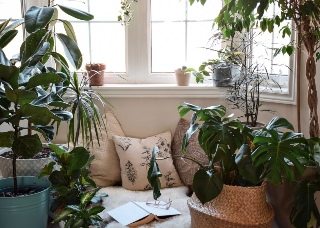 7 Tanaman Hias Feng Shui yang Dipercaya Bawa Hoki, Cocok untuk Rumah